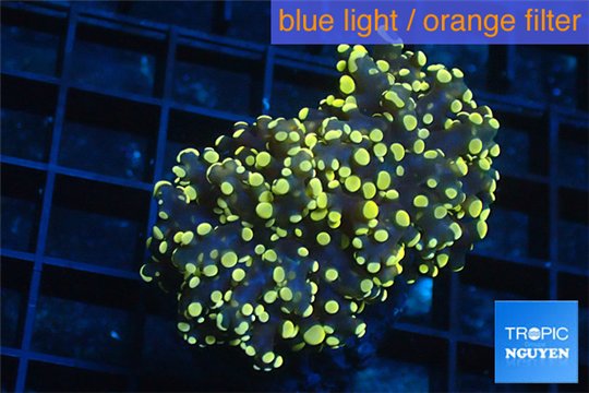 Euphyllia paradivisa orange 4-7 cm WYSIWYG acclimaté
