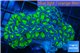 Euphyllia ancora green purple 7-14 cm WYSIWYG acclimaté