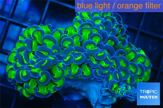 Euphyllia ancora green purple 7-14 cm WYSIWYG acclimaté
