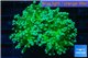 Euphyllia yaeyamaensis green 4-8 cm WYSIWYG acclimaté