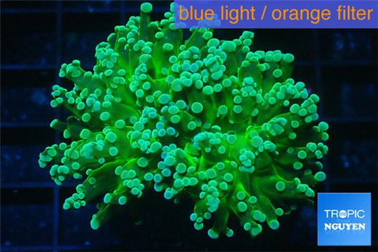 Euphyllia yaeyamaensis green 4-8 cm WYSIWYG acclimaté