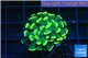 Euphyllia paraancora gold 2-4 cm WYSIWYG acclimaté
