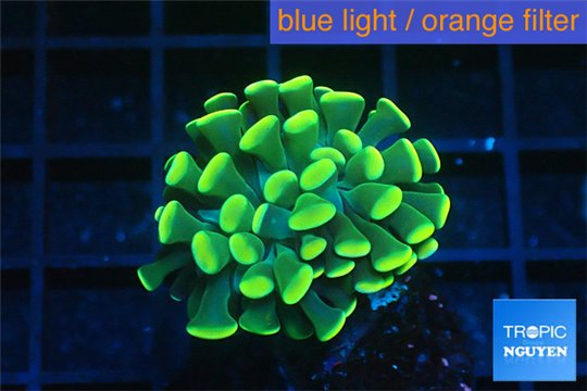 Euphyllia paraancora gold 2-4 cm WYSIWYG acclimaté