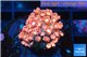 Goniopora red 2-4 cm WYSIWYG acclimaté