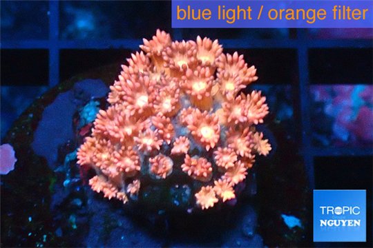 Goniopora red 2-4 cm WYSIWYG acclimaté