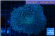 Sarcophyton long polyps 8-14 cm WYSIWYG acclimaté