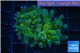 Euphyllia yaeyamaensis green purple 4-8 cm WYSIWYG acclimaté