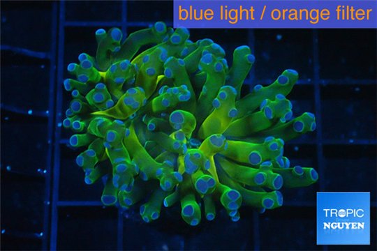 Euphyllia yaeyamaensis green purple 4-8 cm WYSIWYG acclimaté