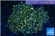 Euphyllia paradivisa orange 4-7 cm WYSIWYG acclimaté