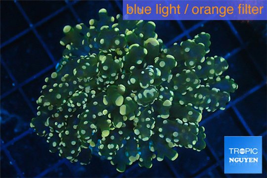 Euphyllia paradivisa orange 4-7 cm WYSIWYG acclimaté