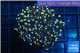 Euphyllia paradivisa orange 3-6 cm WYSIWYG acclimaté