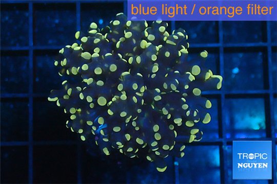 Euphyllia paradivisa orange 3-6 cm WYSIWYG acclimaté
