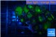 Palythoa neon green 3-5 cm WYSIWYG acclimaté