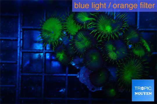 Palythoa neon green 3-5 cm WYSIWYG acclimaté