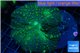 Rhodactis green blue big leaf 1 polyp WYSIWYG acclimaté