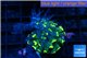 Euphyllia paradivisa orange + sabelle 3-6 cm WYSIWYG acclimaté