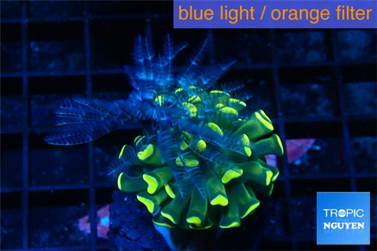 Euphyllia paradivisa orange + sabelle 3-6 cm WYSIWYG acclimaté