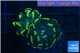 Euphyllia paraancora gold 4-7 cm WYSIWYG acclimaté