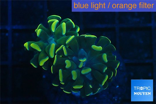 Euphyllia paraancora gold 4-7 cm WYSIWYG acclimaté