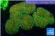 Lobophyllia rainbow 7-11 cm WYSIWYG acclimaté