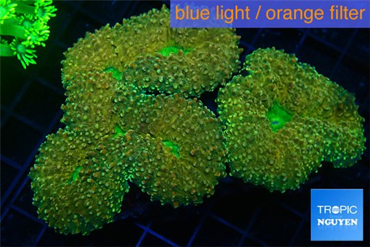 Lobophyllia rainbow 7-11 cm WYSIWYG acclimaté