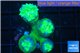 Duncanopsammia green 4 polyps WYSIWYG acclimaté