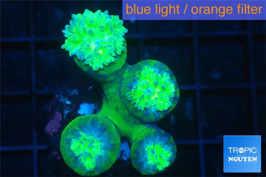 Duncanopsammia green 4 polyps WYSIWYG acclimaté