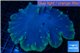 Sinularia dura golden polyps 6-8 cm WYSIWYG acclimaté