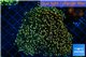 Euphyllia paradivisa orange 8-14 cm WYSIWYG acclimaté