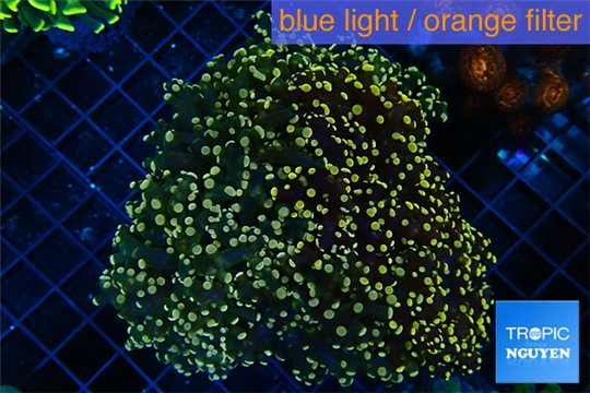 Euphyllia paradivisa orange 8-14 cm WYSIWYG acclimaté