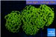 Euphyllia paraancora gold green 8-12 cm WYSIWYG acclimaté