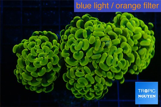 Euphyllia paraancora gold green 8-12 cm WYSIWYG acclimaté