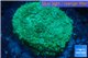 Rhodactis green blue big leaf 1 polyp WYSIWYG acclimaté