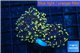Euphyllia paradivisa orange 4-6 cm WYSIWYG acclimaté