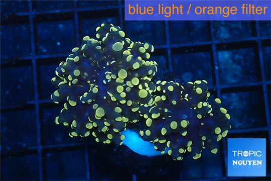 Euphyllia paradivisa orange 4-6 cm WYSIWYG acclimaté