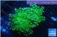 Euphyllia yaeyamaensis green 3-6 cm WYSIWYG acclimaté