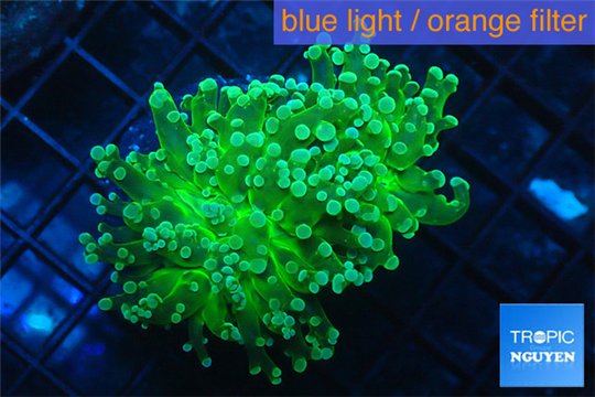 Euphyllia yaeyamaensis green 3-6 cm WYSIWYG acclimaté