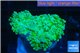 Euphyllia yaeyamaensis green 4-7 cm WYSIWYG acclimaté