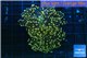 Euphyllia paradivisa orange 8-14 cm WYSIWYG acclimaté