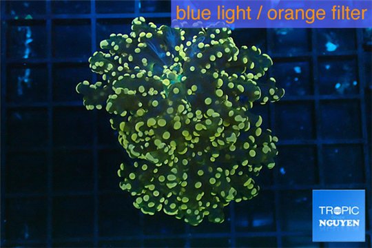 Euphyllia paradivisa orange 8-14 cm WYSIWYG acclimaté
