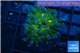 Euphyllia yaeyamaensis green purple 3-6 cm WYSIWYG acclimaté