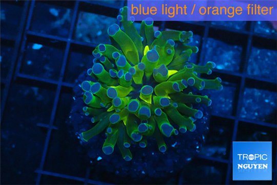 Euphyllia yaeyamaensis green purple 3-6 cm WYSIWYG acclimaté