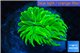 Euphyllia glabrescens green purple blue 4-7 cm WYSIWYG acclimaté