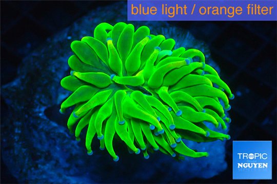 Euphyllia glabrescens green purple blue 4-7 cm WYSIWYG acclimaté