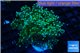 Euphyllia paradivisa orange 4-6 cm WYSIWYG acclimaté