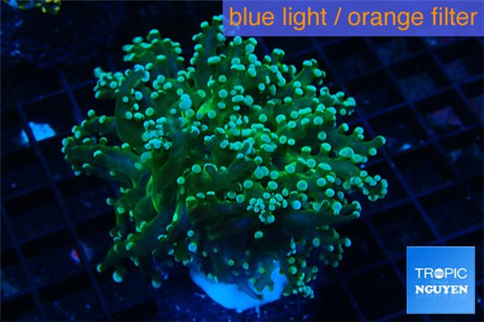 Euphyllia paradivisa orange 4-6 cm WYSIWYG acclimaté