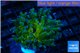 Euphyllia yaeyamaensis green purple 4-8 cm WYSIWYG acclimaté