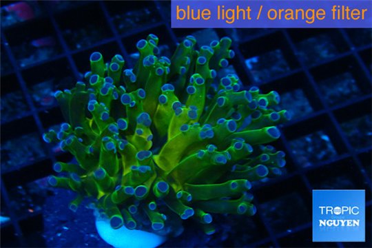 Euphyllia yaeyamaensis green purple 4-8 cm WYSIWYG acclimaté