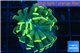 Euphyllia paraancora gold 2-4 cm WYSIWYG acclimaté