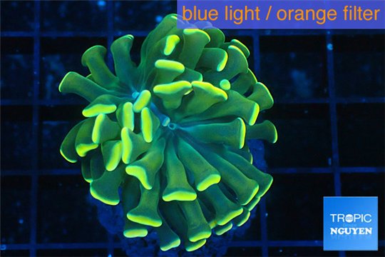 Euphyllia paraancora gold 2-4 cm WYSIWYG acclimaté